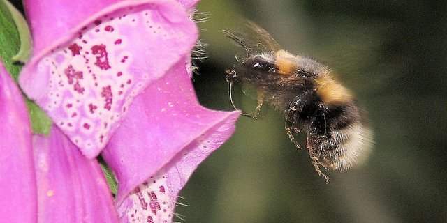 Die Studie mit Sulfoxaflor wurde an Dunklen Erdhummeln durchgeführt. (Bild 