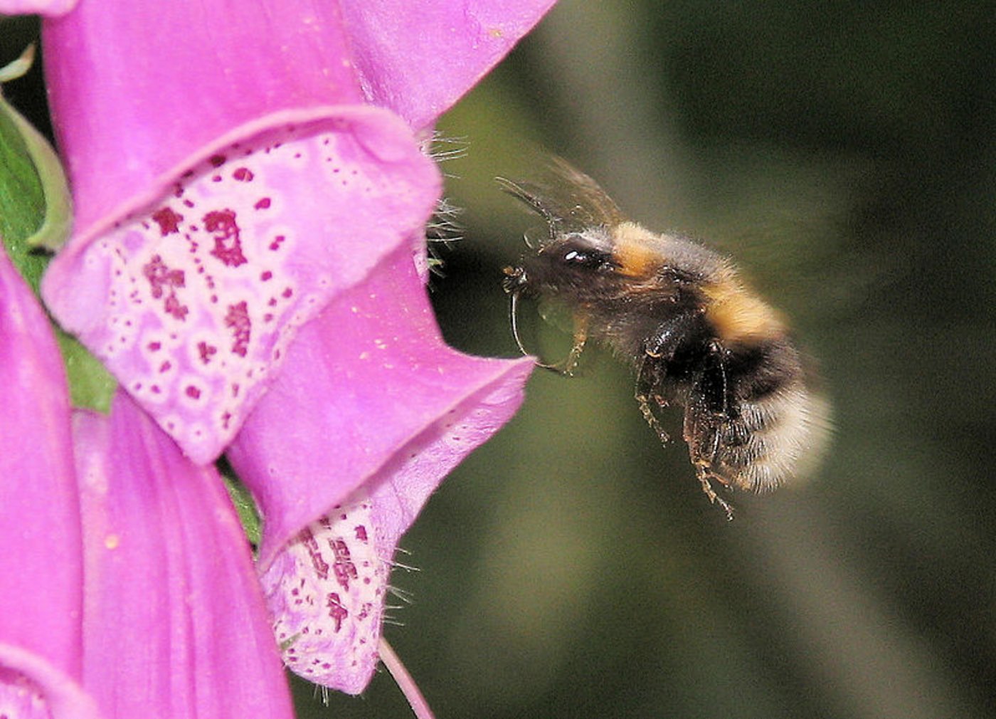 Die Studie mit Sulfoxaflor wurde an Dunklen Erdhummeln durchgeführt. (Bild 