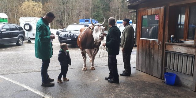 Schwingerkönig Sempach mit Sohn Henry und «Fors vo dr Lueg» vor der Martkhalle in Langnau i.E. (Bilder sb)