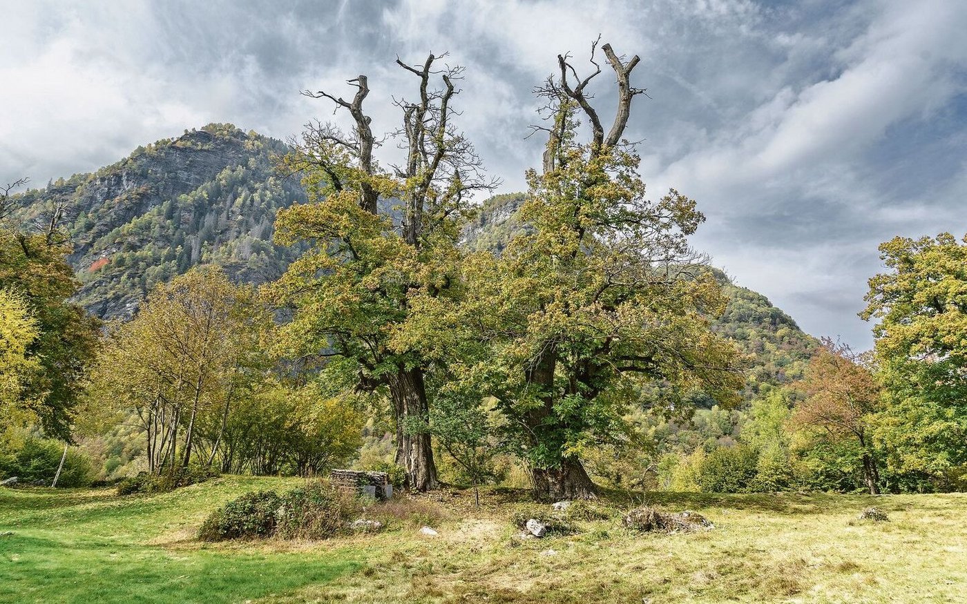 Traditionelle Kastanienhaine wie hier in Chironico TI sollen erhalten bleiben.