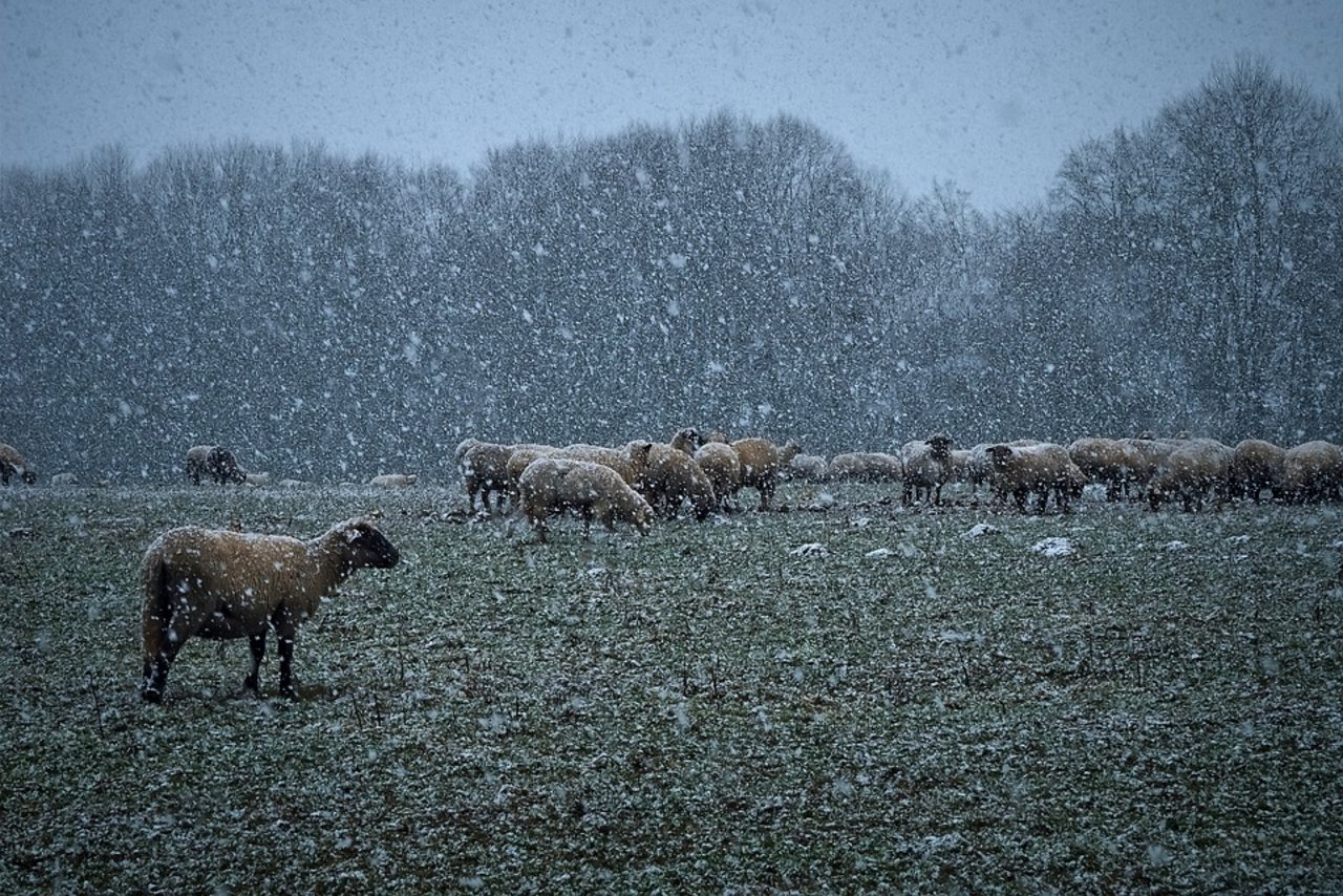 Wegen schlechten Wetters wich eine Wanderherde im Kanton Zürich in den Wald aus - mit Folgen für den Besitzer der Schafe. (Symbolbild Pixabay)