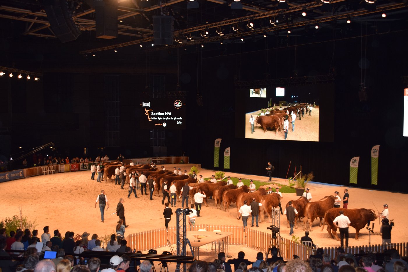 20 ausgewachsene Limousin-Stiere in einem Ring anlässlich des Nationalen Wettbewerbs.