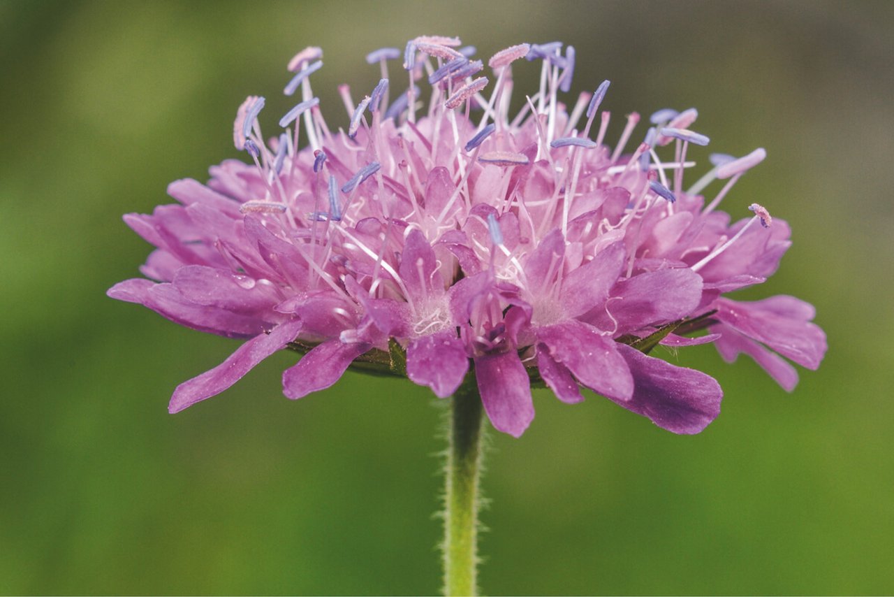 Bevorzugt mageren Boden: Wiesen-Witwenblume. (Foto: flora-press.de)