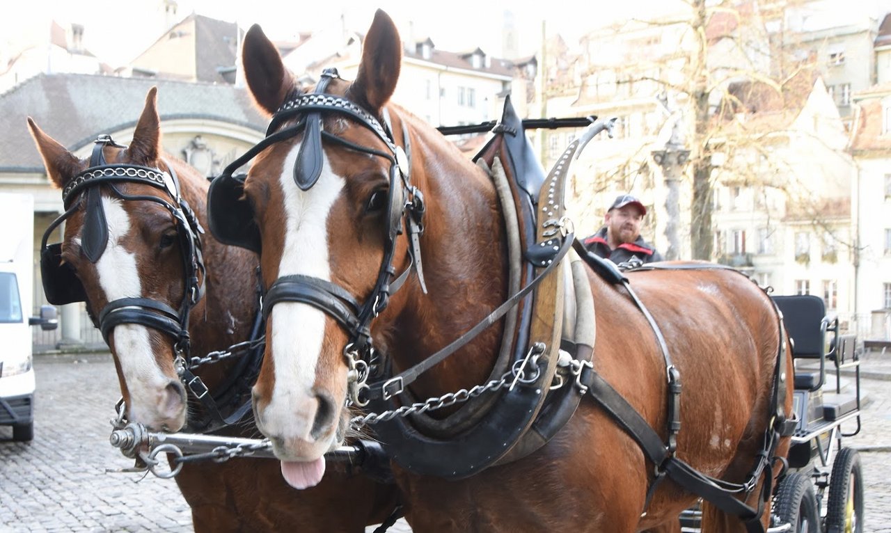 Nun zuckeln am 13., 20. und 27. Januar Pferde durch die Stadt Freiburg und helfen beim Einsammeln von ausgedienten Weihnachtsbäumen. (Bild Stadt Freiburg)