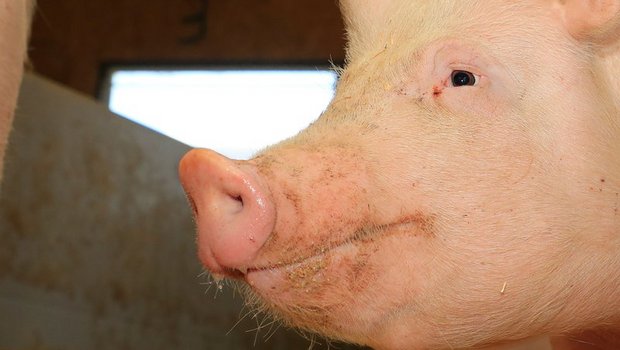 An der Afrikanischen Schweinepest erkranken können alle Schweinearten, Wildschweine spielen eine wichtige Rolle bei der Verbreitung über kurze Distanzen. (Bild Peter Röthlisberger)