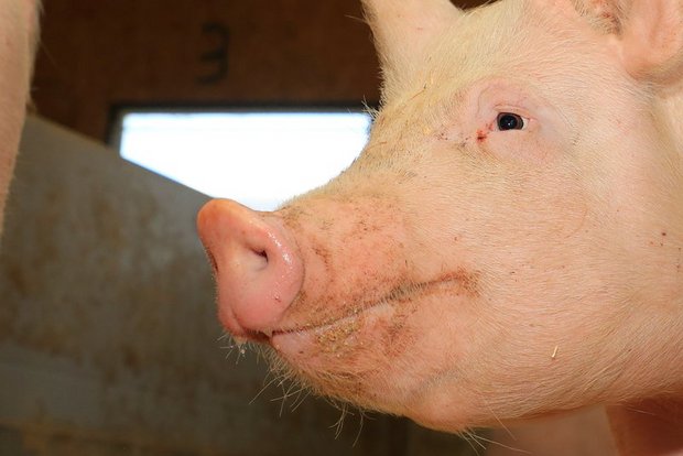 An der Afrikanischen Schweinepest erkranken können alle Schweinearten, Wildschweine spielen eine wichtige Rolle bei der Verbreitung über kurze Distanzen. (Bild Peter Röthlisberger)