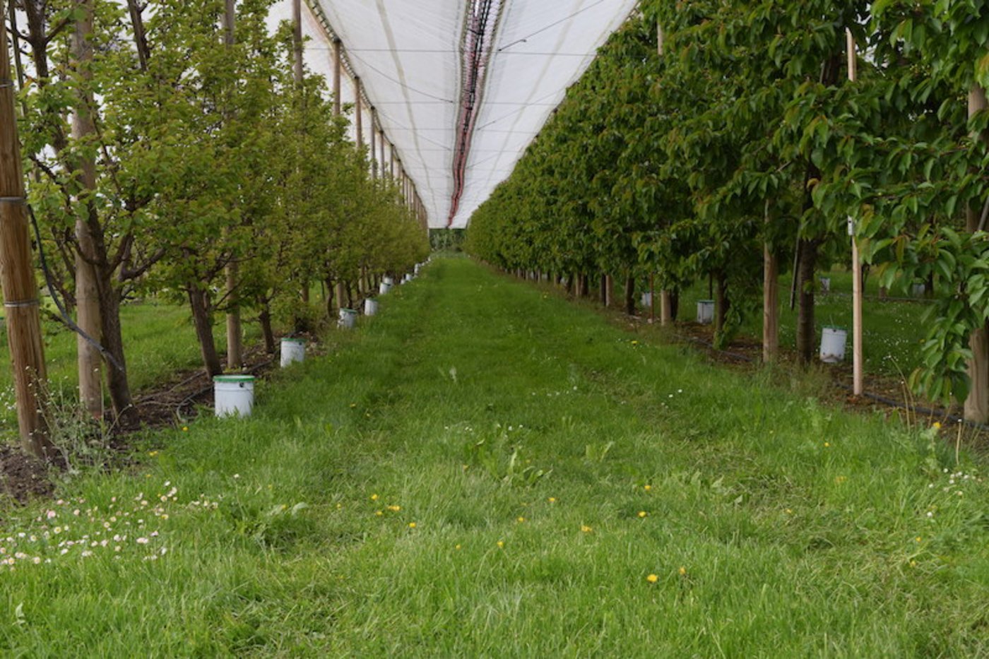 Alles bereit für die Frostnacht in dieser Steinobstanlage in Roggwil TG. (Bild sgi)