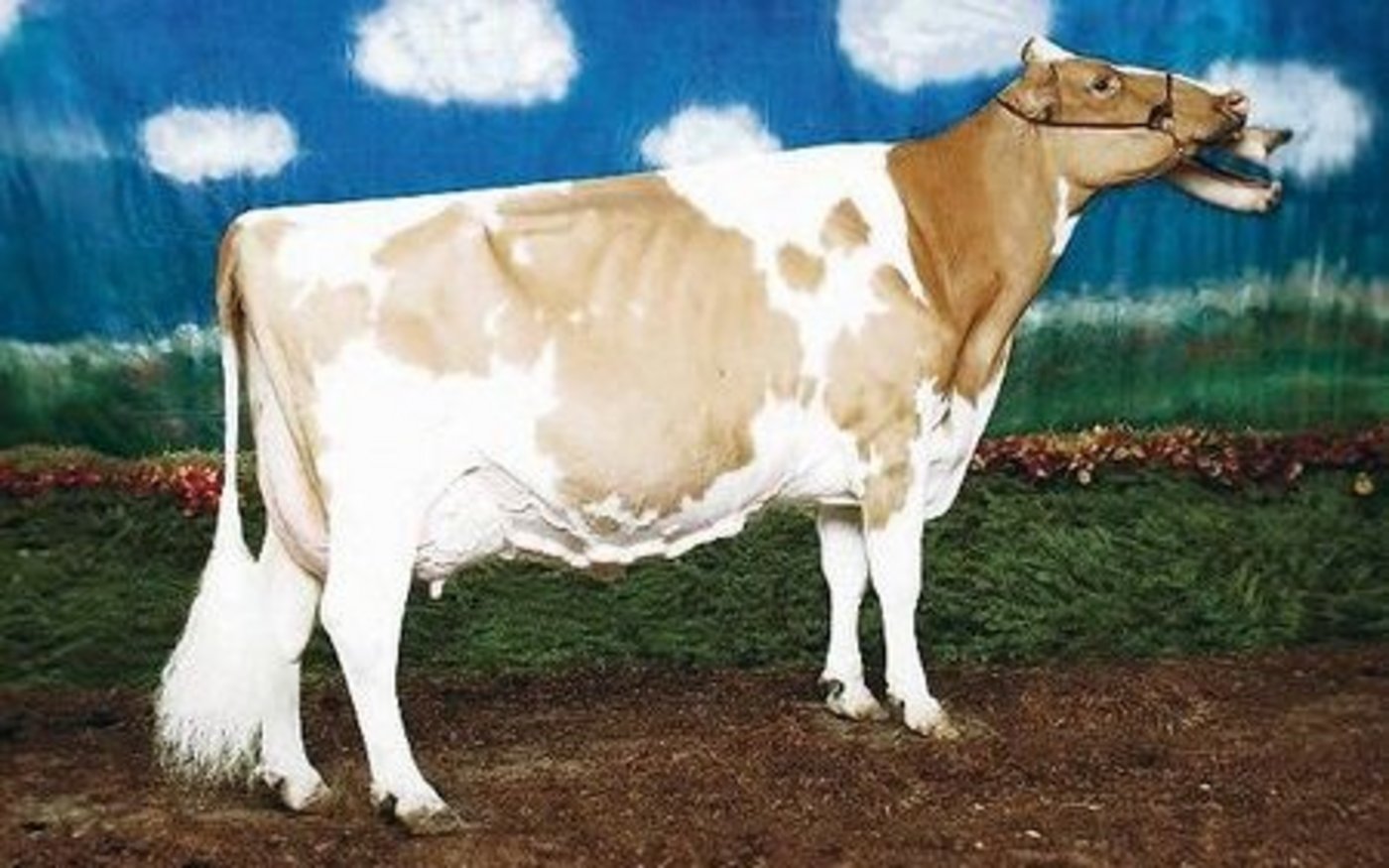 Macs-Acres Fannie EX-94. Eine Tochter des RF-Stiers Romancer, dieser war ein Stardust-Sohn aus der legendären Blackrose.