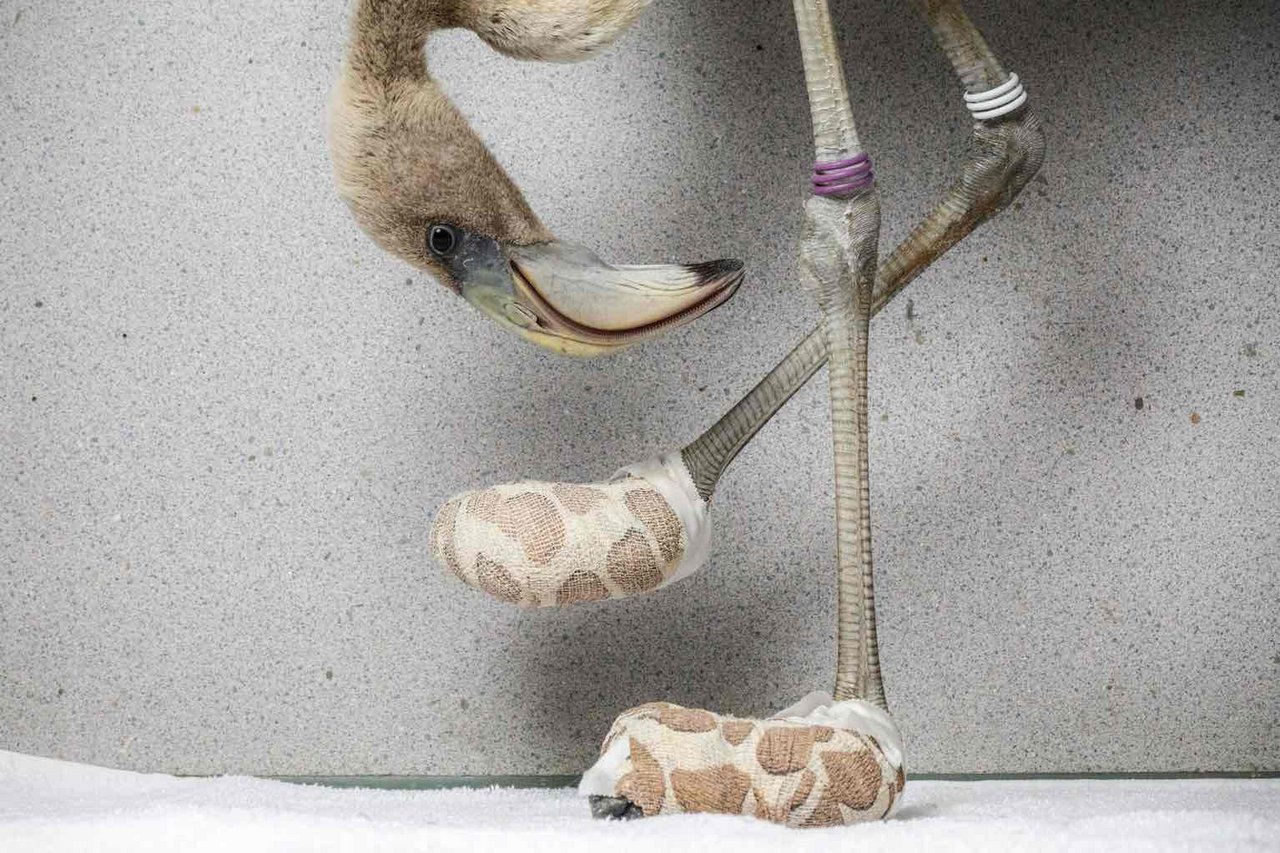 Ein Flamingo trägt Socken, damit seine Fussverletzungen besser verheilen. Curaçao, 6. Juli 2018. © World Press Photo (Bild Jasper Doest)
