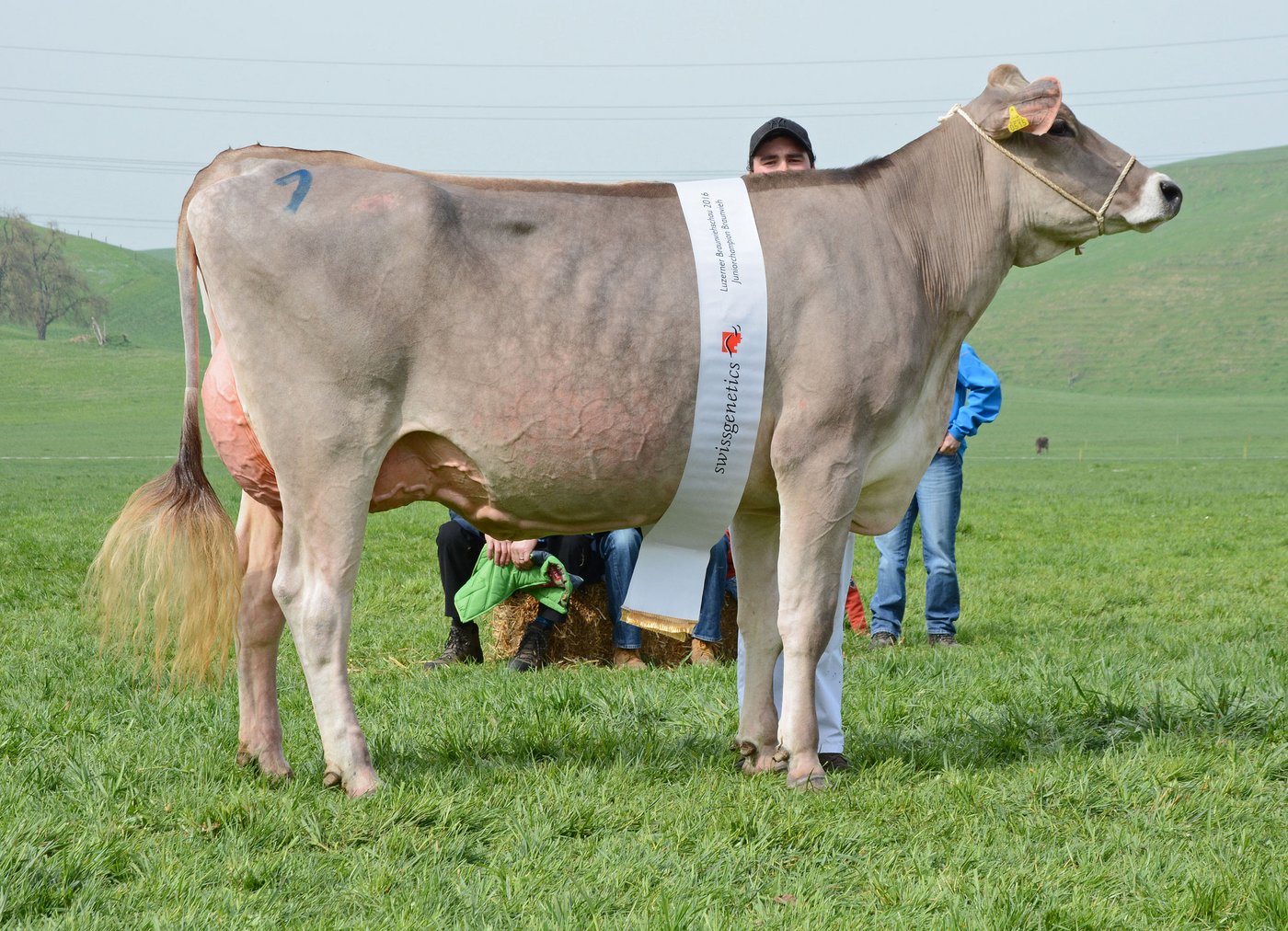 Junior Champion Dojano Dojana, Josef Gasser, Hasle.