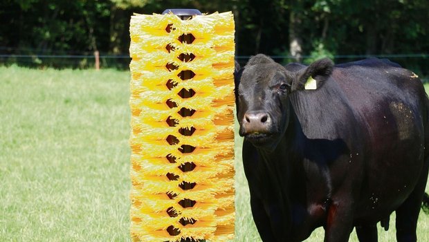 Öffentlichkeitsarbeit: An der Aargauer Landwirtschaftsausstellung präsentierte sich Mutterkuh Schweiz mit verschiedenen Rassen und einem Infostand.