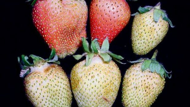 Thripsschäden bei Erdbeeren: Nützlinge zeigen gute Wirkung bei der Bekämpfung des winzigen Insekts. 