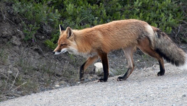 Achtung im Oktober, November und Dezember: Wenn die Tage kürzer werden, sind Fuchs, Wildschwein, Hirsch und Reh manchmal zusammen unterwegs. (Symbolbild Pixabay)