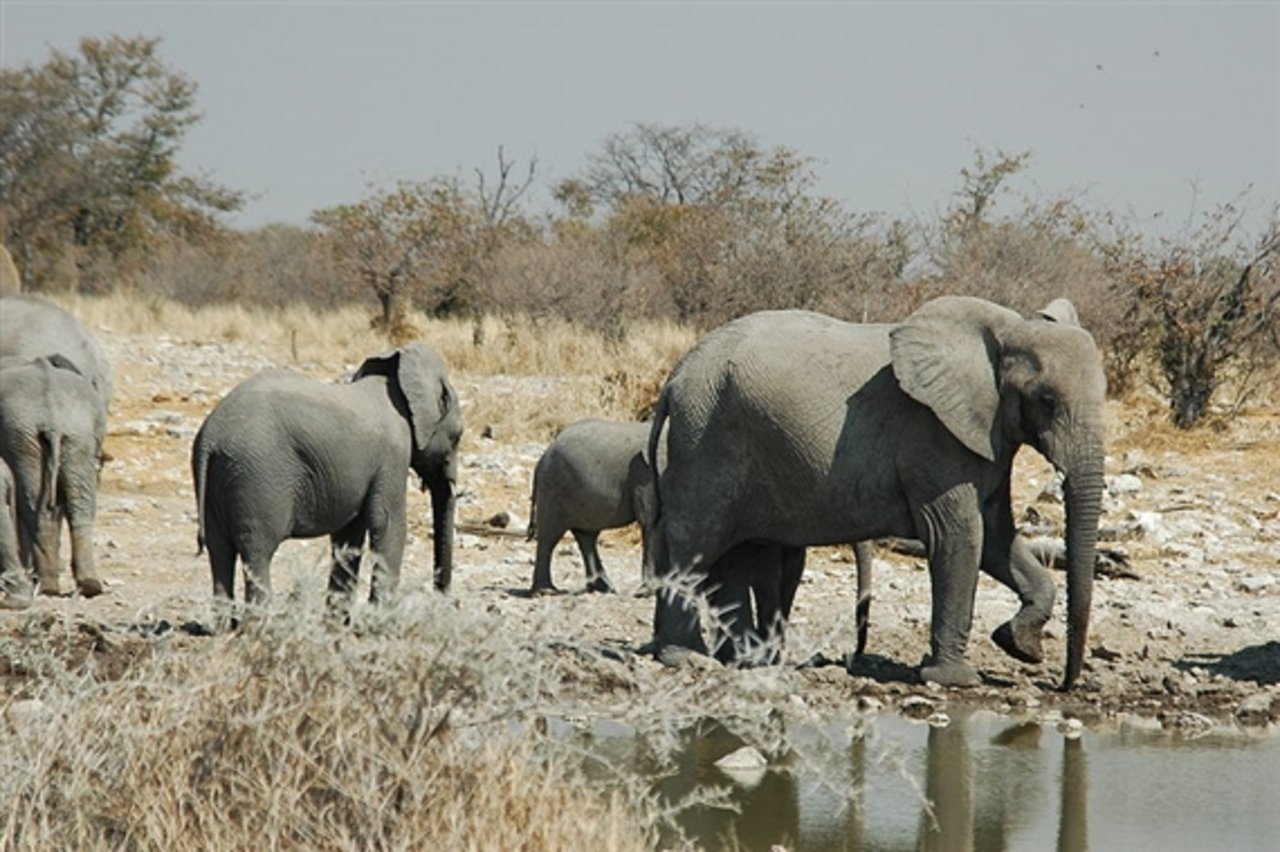 Wegen der Wilderei ist die Zahl der Elefanten in Afrika stark gesunken. (Bild Giraud Patrick)