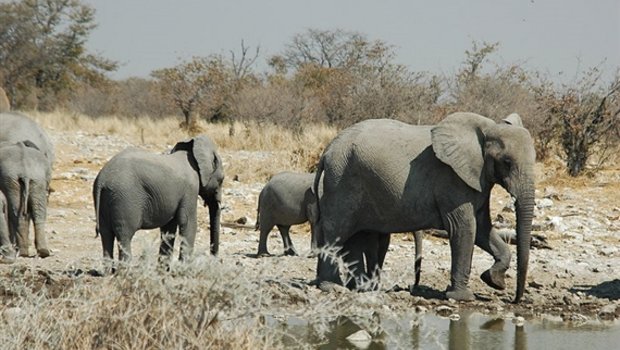 Wegen der Wilderei ist die Zahl der Elefanten in Afrika stark gesunken. (Bild Giraud Patrick)