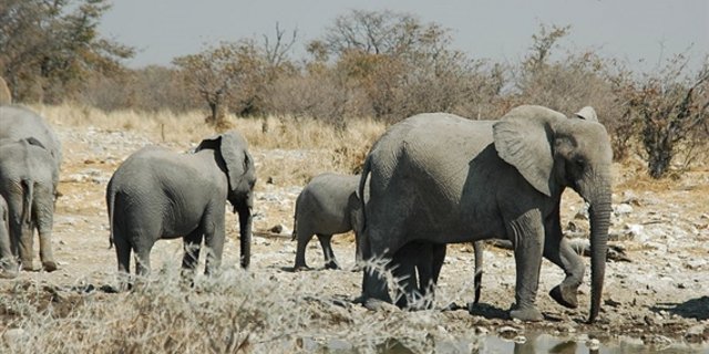 Wegen der Wilderei ist die Zahl der Elefanten in Afrika stark gesunken. (Bild Giraud Patrick)