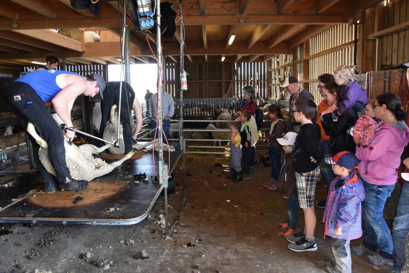 Die Schafschur wird von zahlreichen Besucherinnen und Besucher aufmerksam verfolgt.