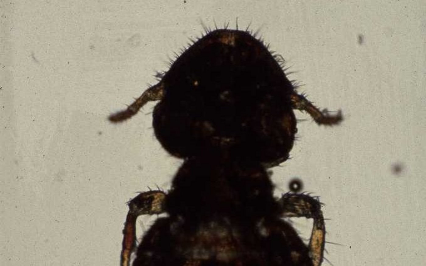 Hier handelt es sich um einen Haarling.