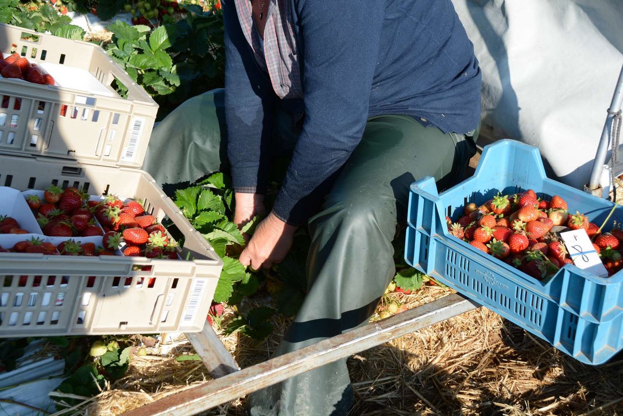 Erdbeerenproduzenten haben Schwierigkeiten, genügend Saisonarbeitskräfte einstellen zu können. (Symbolbild BauZ)