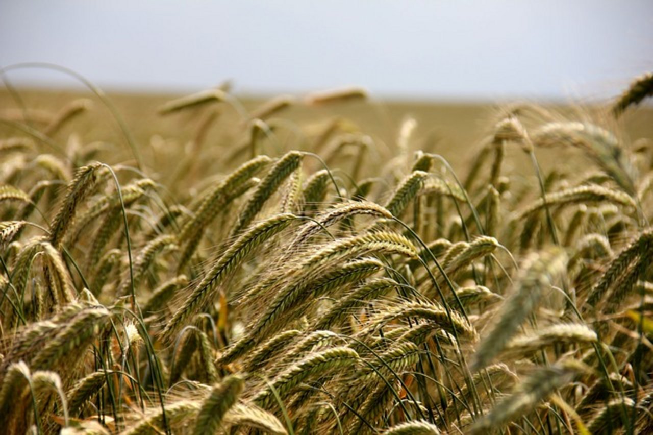 In Deutschland wird erneut eine unterdurchschnittliche Getreideernte erwartet. (Bild zVg)
