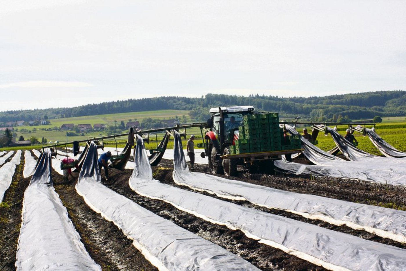 Die Eigenkonstruktion der Köhli-Männer hebt die Folie von den Dämmen, so dass die Mitarbeiter die Spargeln stechen können. Heinz Köhli auf dem Traktor behält den Überblick und bestimmt das Tempo. 