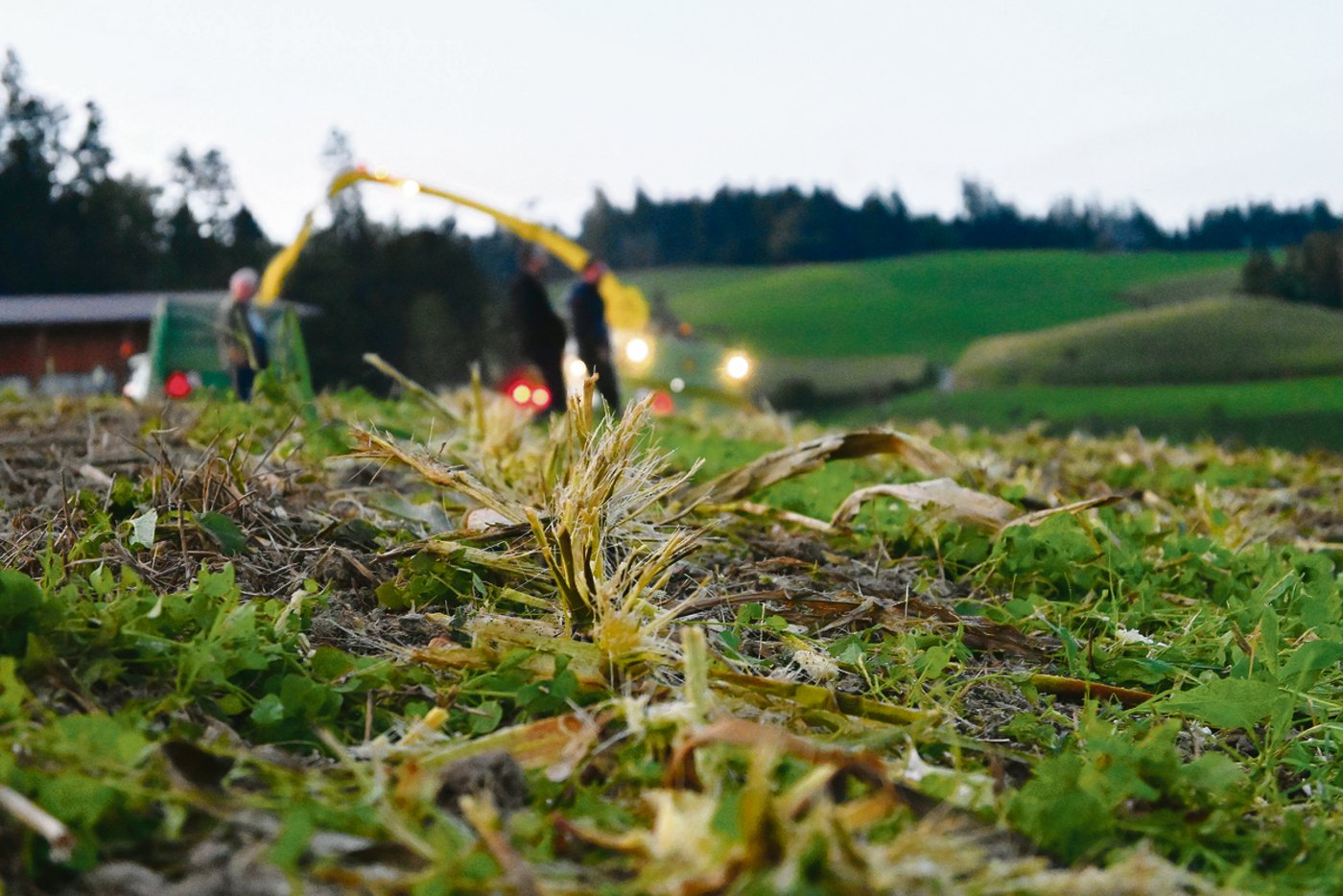 Der «Stalkbuster» mulcht die Maisstoppeln direkt am Erntevorsatz und verhindert so das Überleben der Maiszünsler. 