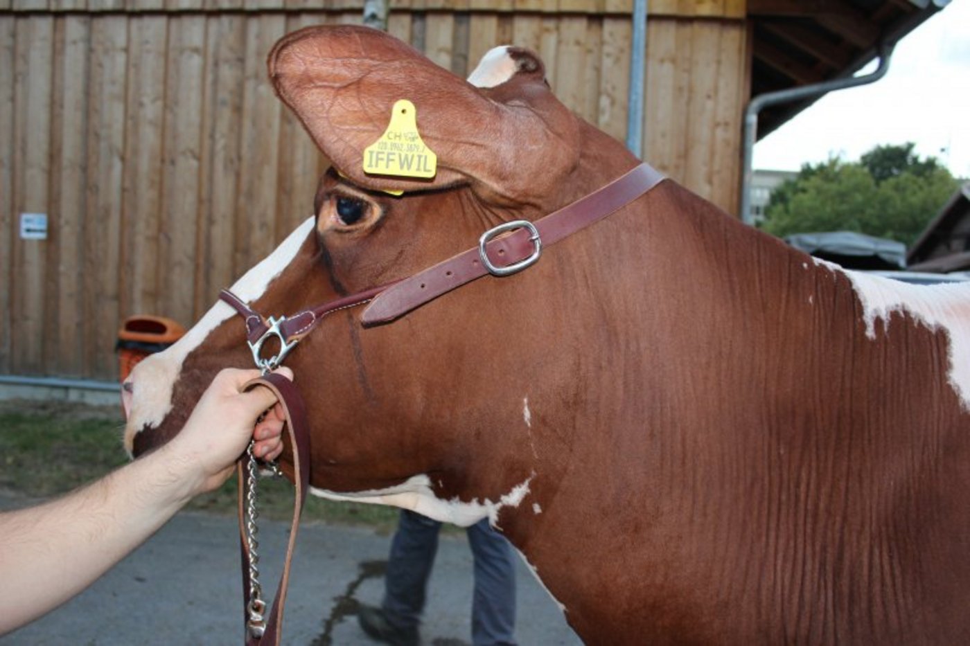 «Mhh, ob die andern auch so hübsch sind wie ich?», denkt sich Frivole vielleicht. 