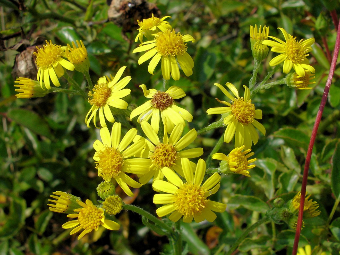 Das Jakobskreuzkraut ist stark giftig. (Bild Flickr)