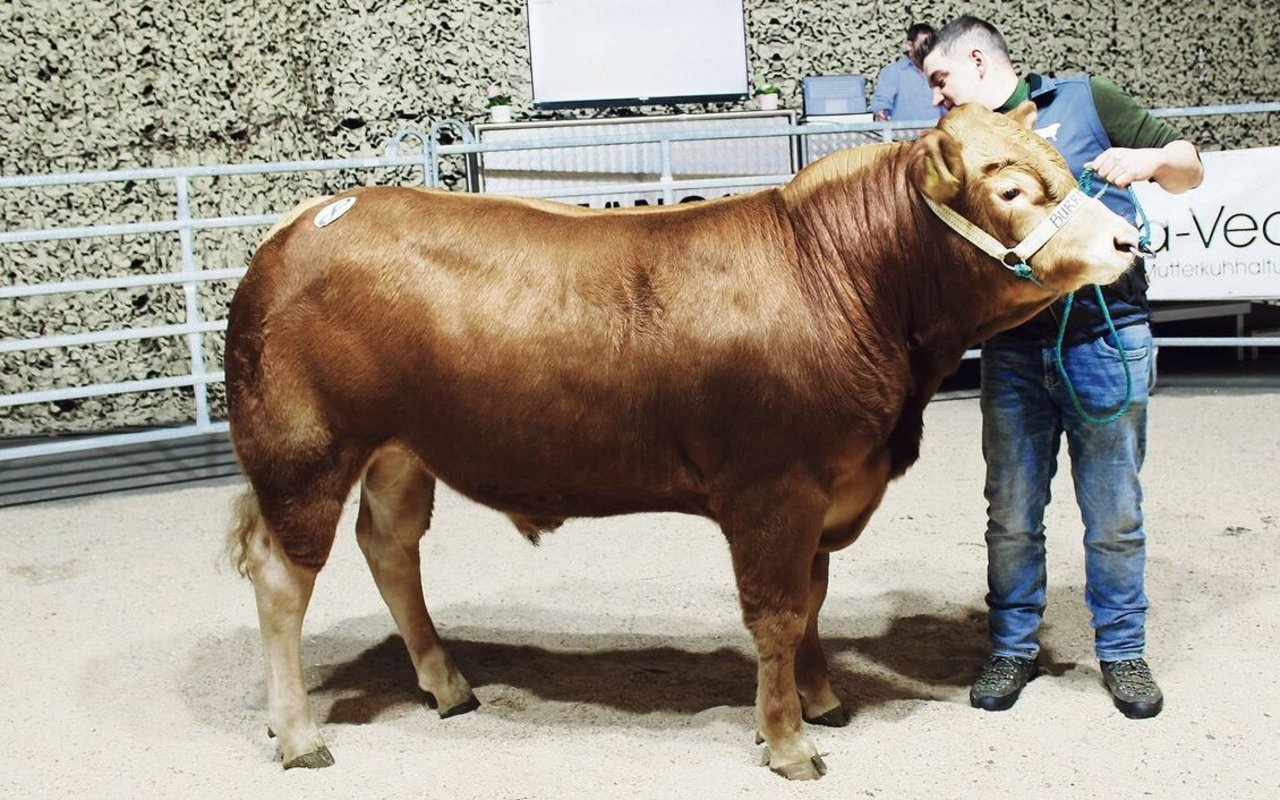 Nicht nur schön, sondern auch mit ausgezeichnetem Charakter überzeugte der Champion der Limousin, Burris Cyril, der seinem neuen Besitzer 7600 Franken wert war.