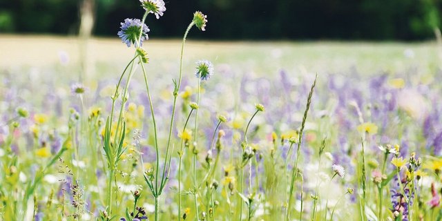 Der Thurgauer Obstverband verteilt eine Blumensaatmischung für insgesamt eine Hektare einheimische Blütenpracht.