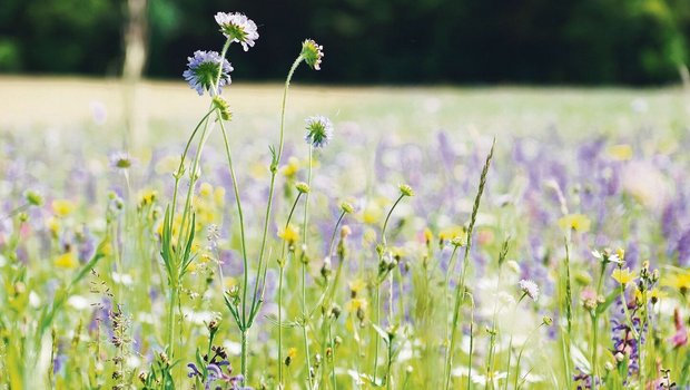 Der Thurgauer Obstverband verteilt eine Blumensaatmischung für insgesamt eine Hektare einheimische Blütenpracht.