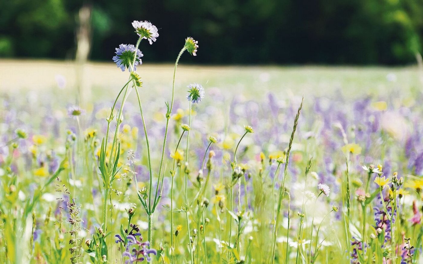 Der Thurgauer Obstverband verteilt eine Blumensaatmischung für insgesamt eine Hektare einheimische Blütenpracht.
