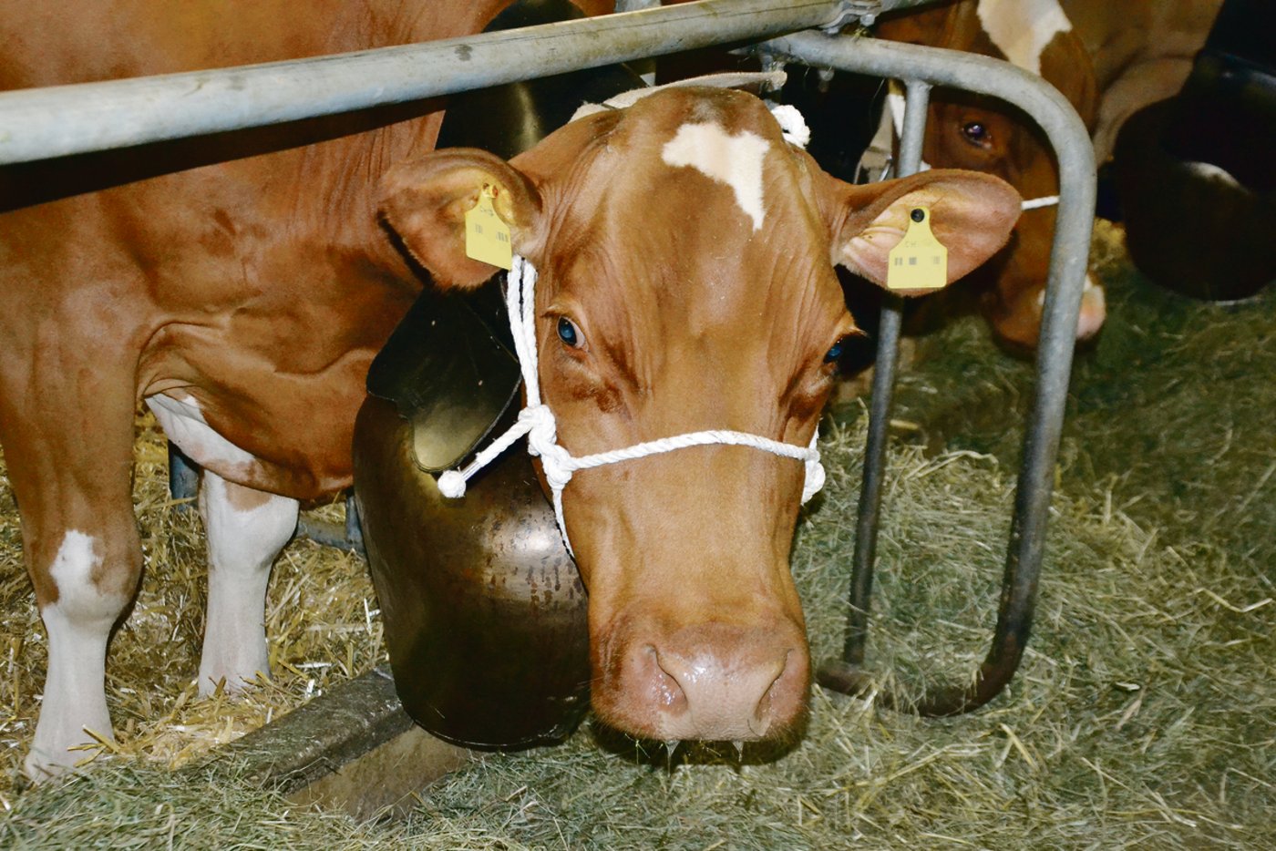 Ich heisse Astrid und bin eine stolze Swiss-Fleckvieh-Kuh.