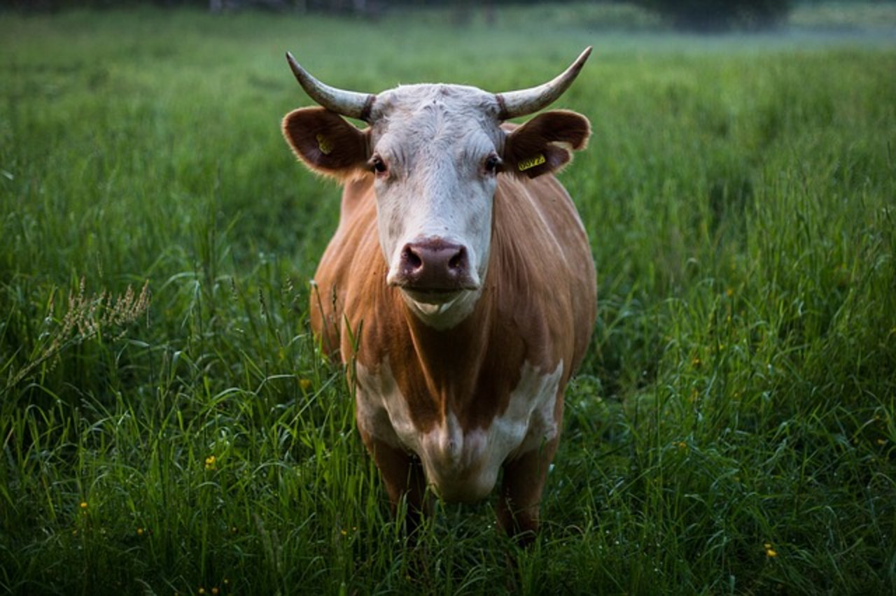 Mittlerweile engagieren sich verschiedene landwirtschaftliche Gruppen in Sachen Klimawandel. Die Haltung von Nutztieren ist dabei ein Streitpunkt. (Bild Pixabay) 