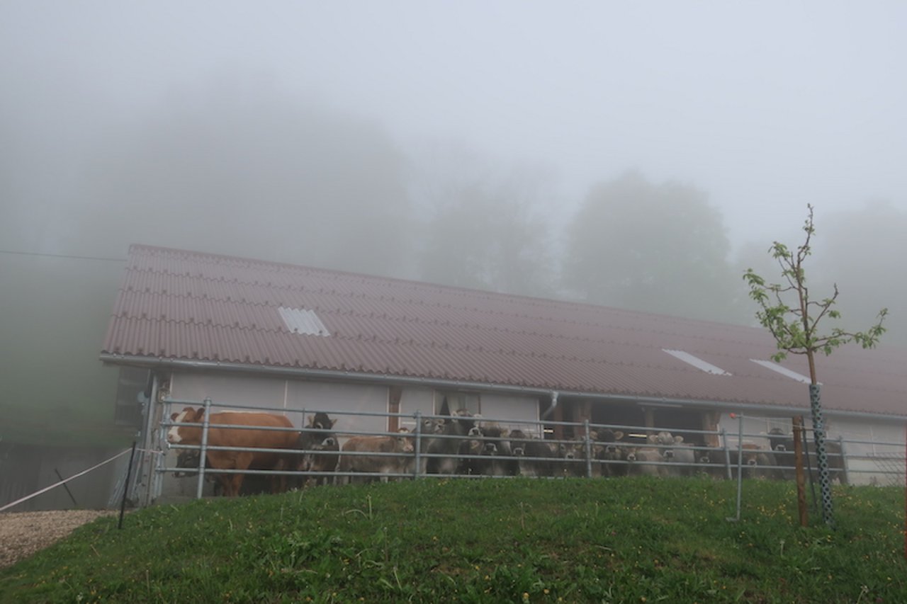 Kühe im Nebel statt Bergpanorama.