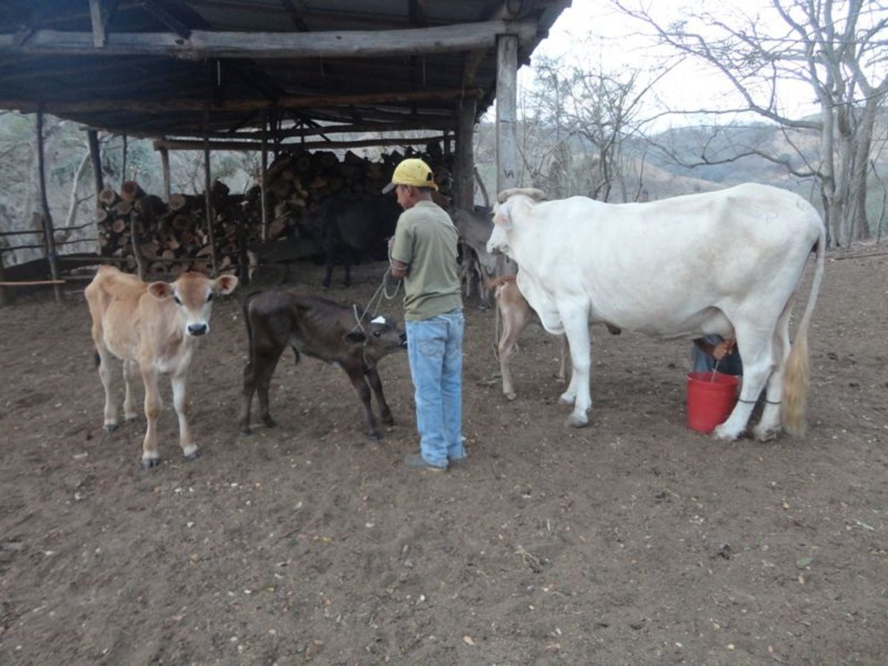Die Milch der zuerst gemolkenen Kühe wird den zwei Stierkälbern gegeben. (Bilder Mirka Lötscher)