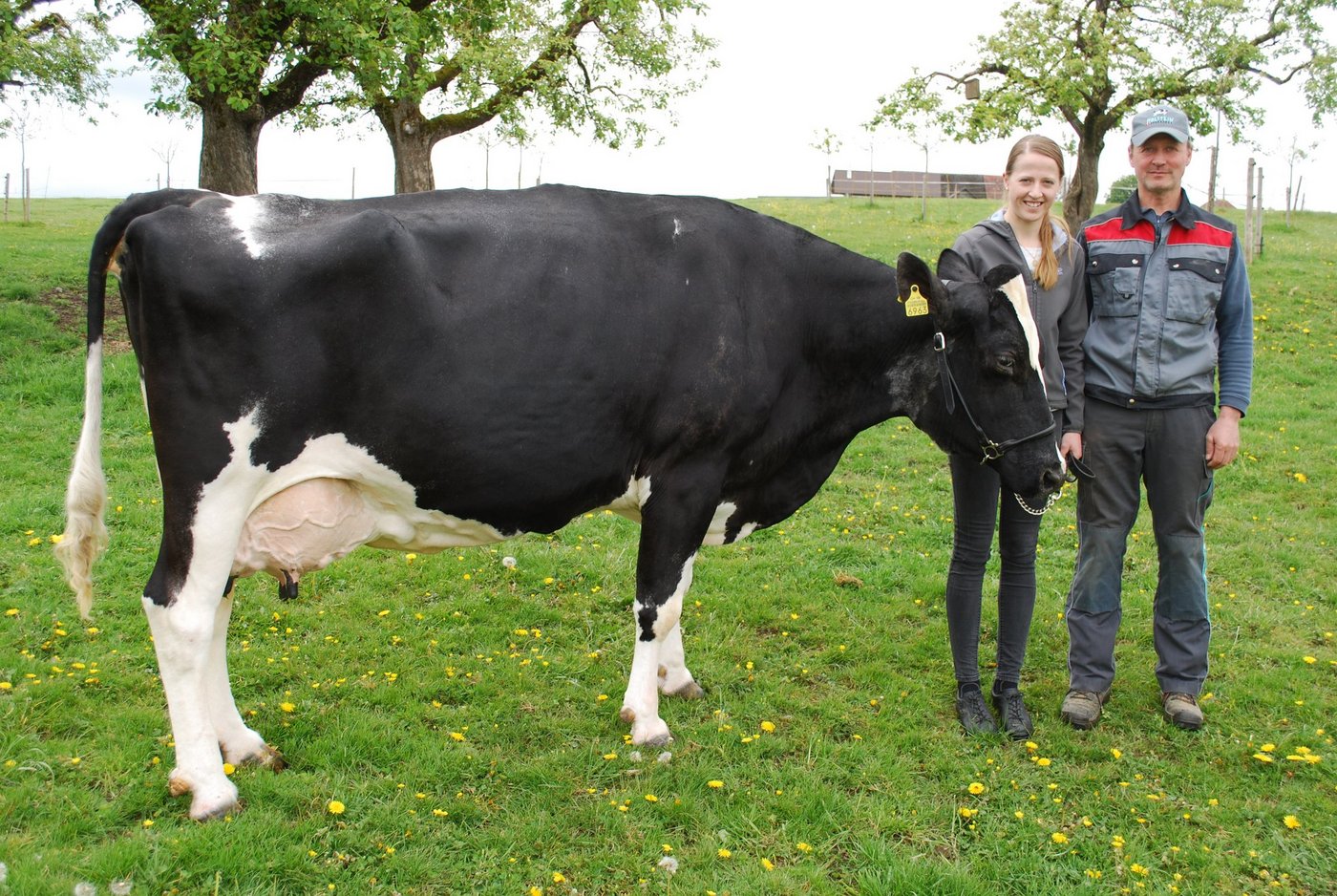 Markus Wyss und seine Tochter Michelle mit ihrer Holsteinkuh Rudolph Haiti. Sie ist schon jetzt eine Legende. (Bild Peter Fankhauser