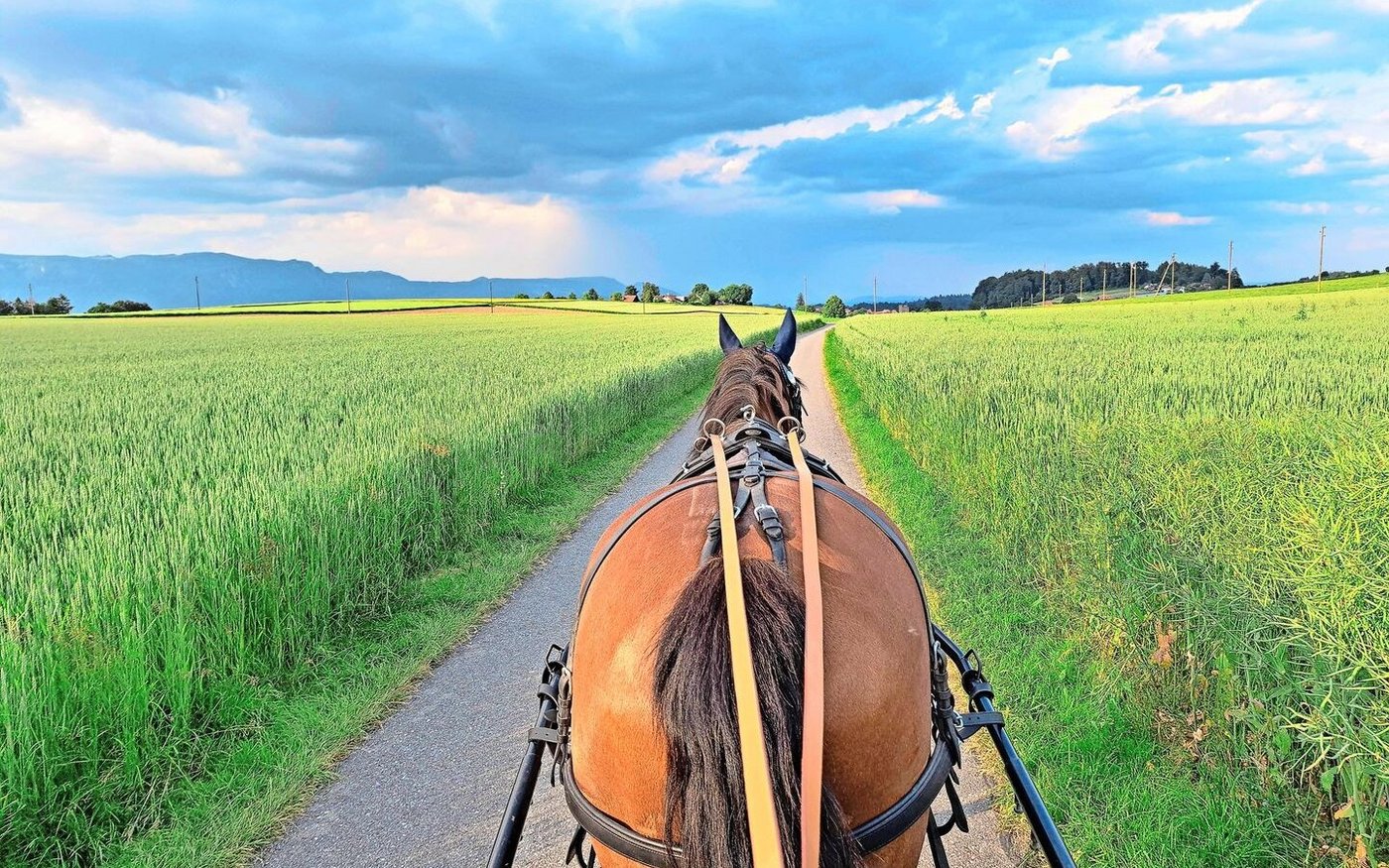 Wenn Pferde bei der Arbeit schwitzen, reicht der Salzleckstein zur Bedarfsdeckung nicht aus.