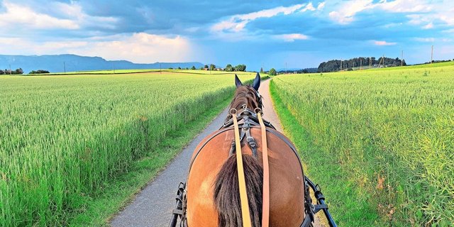 Wenn Pferde bei der Arbeit schwitzen, reicht der Salzleckstein zur Bedarfsdeckung nicht aus.