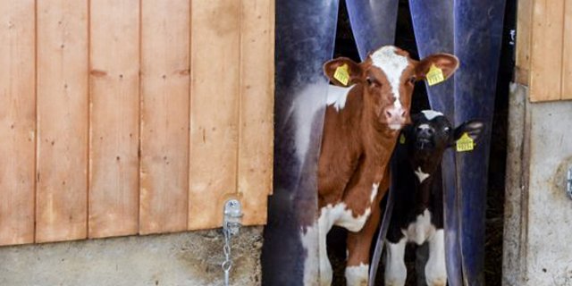 Während kleine Tränkekälber Mangelware sind, ist die Nachfrage nach Tränkern riesig. (Symbolbild Aline Küenzi)