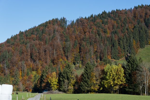 Die Waldbesitzenden haben noch bis am 15. Mai Zeit, um ihre Angebote beim Kanton Bern anzumelden. (Bild Miriam Kolmann)