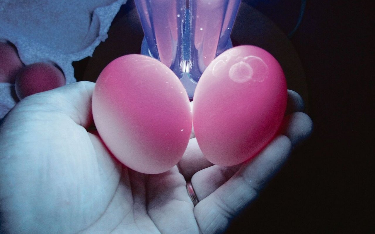 Bei korrektem Eierwaschen bleibt die Schutzschicht erhalten, sie leuchtet unter UV-Licht pink. Links ein ungewaschenes, rechts ein gewaschenes Ei. 
