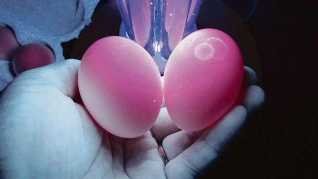 Bei korrektem Eierwaschen bleibt die Schutzschicht erhalten, sie leuchtet unter UV-Licht pink. Links ein ungewaschenes, rechts ein gewaschenes Ei. 