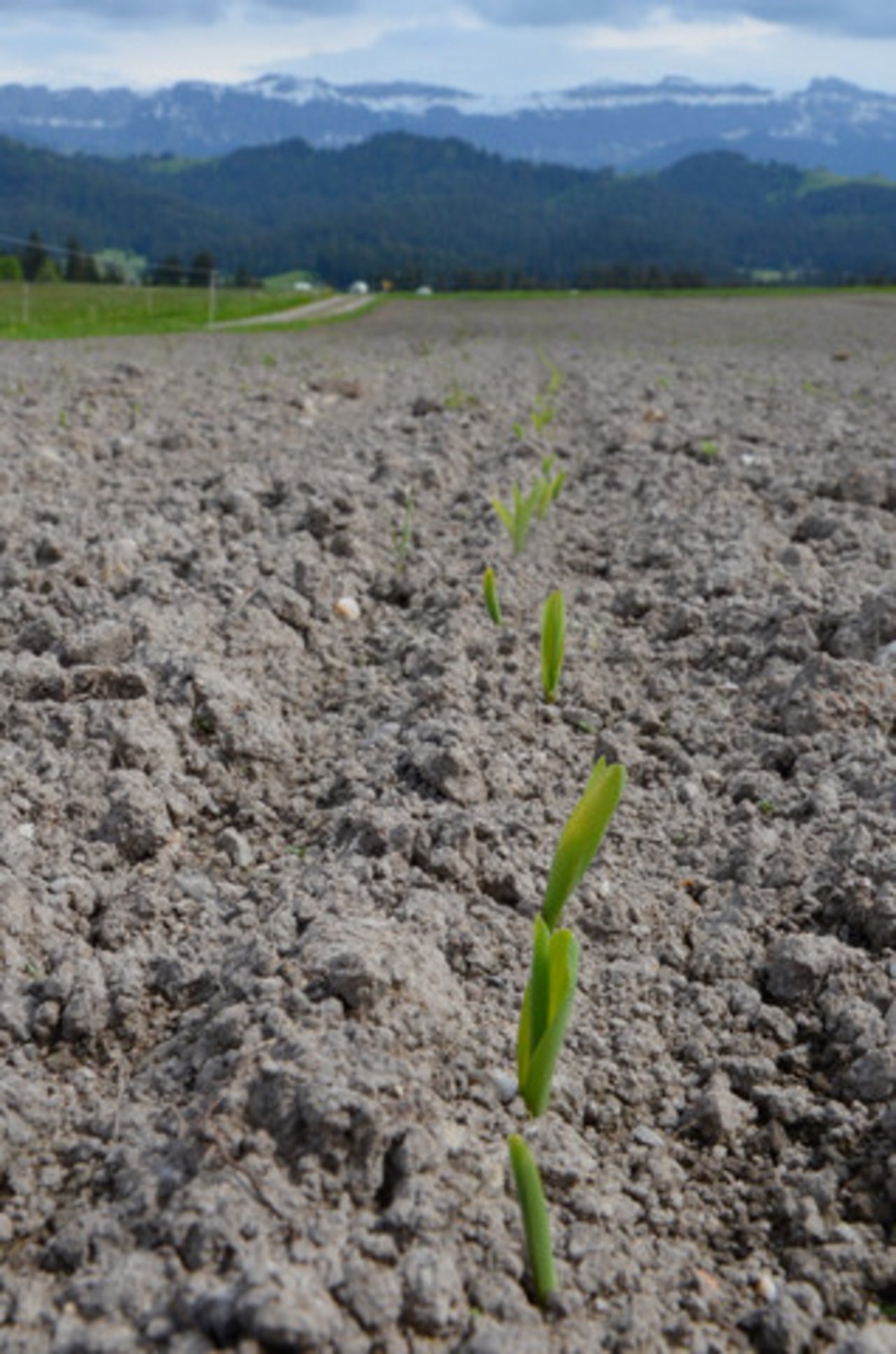 Die Luzerner Bauern müssen für das nächste Jahr keine Einschränkung ihrer Fruchtfolgen beim Mais befürchten. (Symbolbild Aline Küenzi)