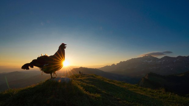 Das stimmungsvolle Bild eines im Morgenlicht balzenden Birkhahns ist der Gesamtsieger des Fotowettbewerbs 2020 der Schweizerischen Vogelwarte. Das Foto wurde mit Hilfe eines Fernauslösers und einem Weitwinkelobjektiv aufgenommen. (Bild Levi Fritze)