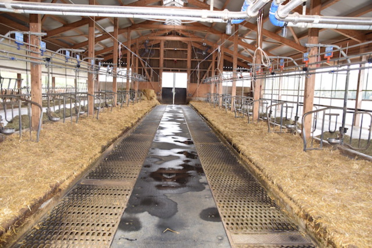 48 Kühe haben platz im Stall. Der Stall wurde im 2012 erstellt. Man entschied sich auch wegen den Kosten und dem Platz für einen Anbindestall.