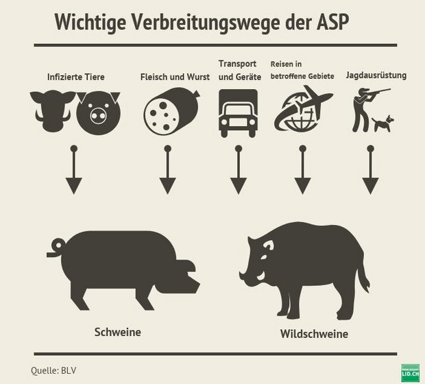Afrikanische Schweinepest jetzt auch in Sachsen Wichtige Verbreitungswege der ASP (Bild lid)