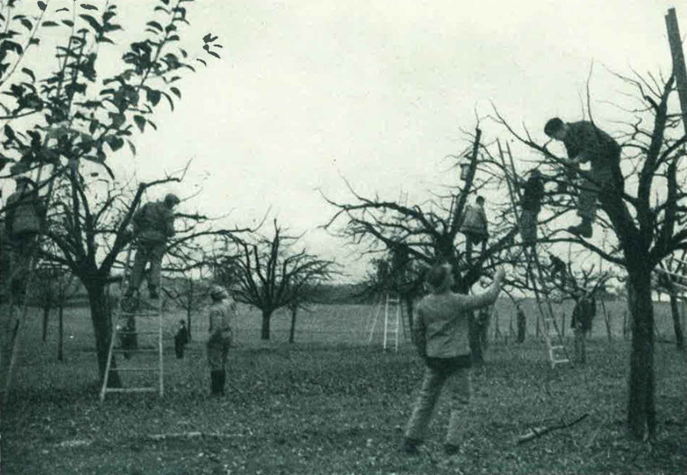 An der landwirtschaftlichen Schule Rütti-Zollikofen (Bern) finden praktische Übungen im Obstbau statt. (Bild Schweizerische Zentrale für Obstbau)
