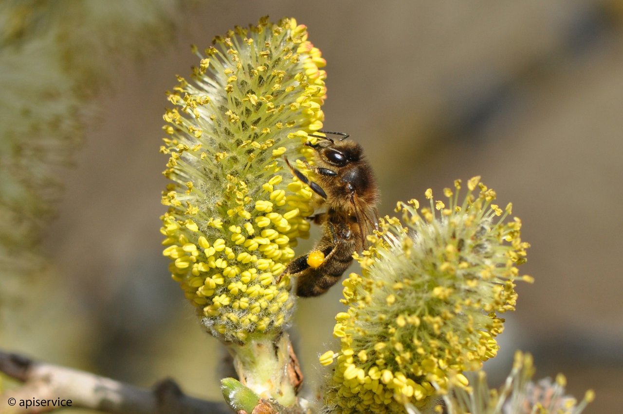 Weiden sind wertvolle Pollenlieferanten. (Bilder zvg/Apiservice)