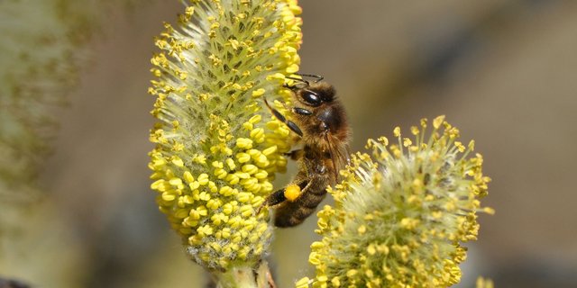 Weiden sind wertvolle Pollenlieferanten. (Bilder zvg/Apiservice)